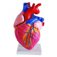 Heart Models (20)
